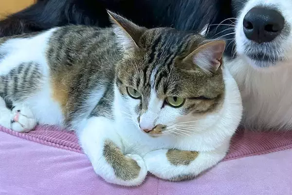 寝ている犬のベッドに、突然やってきた猫→思わずびっくりしてしまって…まるで『アニメのような表情』に5万いいね「顔好きｗｗ」「困惑可愛い」