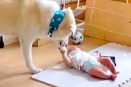 赤ちゃんに近づく超大型犬→こっそり撮影してみたら…『守らなければいけない存在』あまりにも尊い光景が11万再生「幸せ感じる」「本当優しい」
