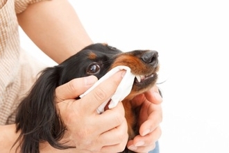 小型犬がかかりやすい『病気』5つ　トラブルの原因や知っておきたい予防法まで