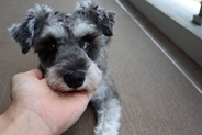犬が『わざと可愛い行動』をみせる理由5つ　あざとい仕草をする心理や飼い主がすべき対応まで
