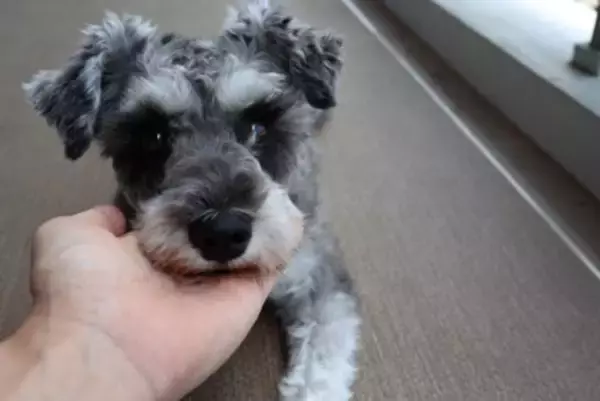 犬が『わざと可愛い行動』をみせる理由5つ　あざとい仕草をする心理や飼い主がすべき対応まで