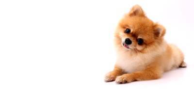 犬が『わざと可愛い行動』をみせる理由5つ　あざとい仕草をする心理や飼い主がすべき対応まで