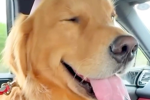 おじいちゃんの家へ遊びに行った大型犬→はしゃぎすぎてパパに怒られてしまい…人間の孫のような『溺愛の光景』に反響「幸せいっぱい」「嬉しいね」