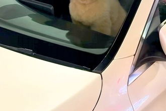 1分間だけ『犬に車で待ってもらった』結果→戻ったら『助手席』にいて…思わず二度見する光景が65万再生「疲れ吹き飛んだｗ」「おじさんで草」