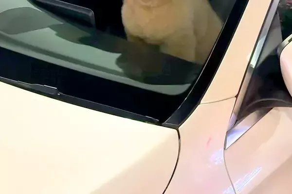 1分間だけ『犬に車で待ってもらった』結果→戻ったら『助手席』にいて…思わず二度見する光景が65万再生「疲れ吹き飛んだｗ」「おじさんで草」