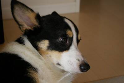 犬の飼い主が絶対やってはいけない『最悪な行為』５選　信頼関係が失われたときに愛犬がみせるサインまで