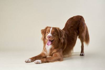 犬が『上機嫌になっている』ときにみせる仕草や行動5選　テンションがあがっているサインとは？