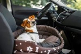 犬が『車酔い』してしまう理由4選　考えられる原因や乗り物に慣れさせる方法まで
