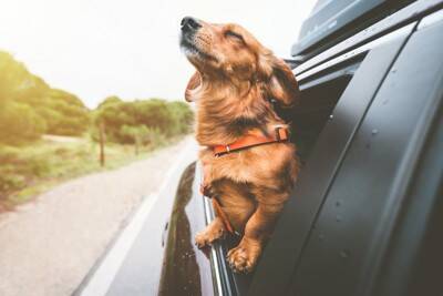 犬が『車酔い』してしまう理由4選　考えられる原因や乗り物に慣れさせる方法まで
