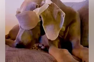 ぬるくなった『ホットアイマスク』を大型犬につけてみた結果→次の瞬間…思った以上の光景に3万いいね「効果すごいｗ」「可愛すぎる」と絶賛