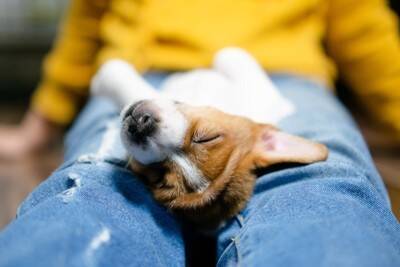 犬が人間にもたらす『7つの効果』愛犬との暮らしの中で得られるメリットや癒しの理由まで