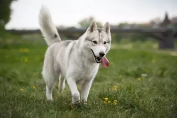 犬を危険な目に遭わせる『飼い主のタブー行為』4つ　何気ない習慣が愛犬に悪影響を与えることも…