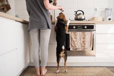 犬を危険な目に遭わせる『飼い主のタブー行為』4つ　何気ない習慣が愛犬に悪影響を与えることも…