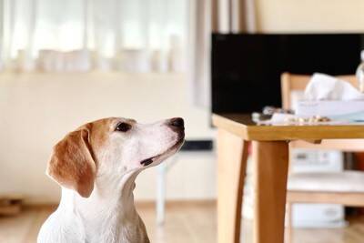 犬を危険な目に遭わせる『飼い主のタブー行為』4つ　何気ない習慣が愛犬に悪影響を与えることも…
