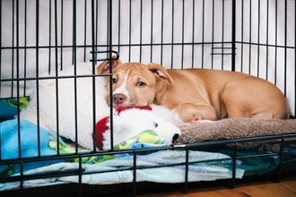 犬が『静かにしている』心理4つ　愛犬が急におとなしくなったときの注意点まで解説