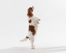 犬に『二足歩行』をさせてはいけない理由5選　愛犬の体への負担やリスクまで