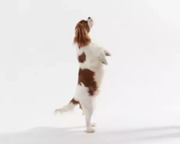 犬に『二足歩行』をさせてはいけない理由5選　愛犬の体への負担やリスクまで