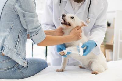 犬に『二足歩行』をさせてはいけない理由5選　愛犬の体への負担やリスクまで