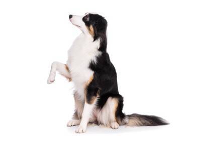 犬に『二足歩行』をさせてはいけない理由5選　愛犬の体への負担やリスクまで