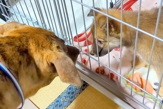 同居犬を亡くし、悲しみに暮れる犬→元気を出してほしくて、子犬を迎えた結果…あまりに尊い『初対面の光景』に反響「嬉しそう」「明らかに違う」