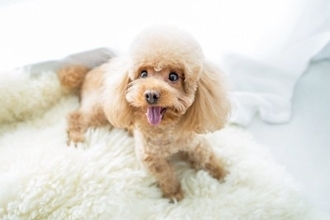 『人懐っこい』と言われる犬種5選　その理由や人のことが大好きになる育て方とは？