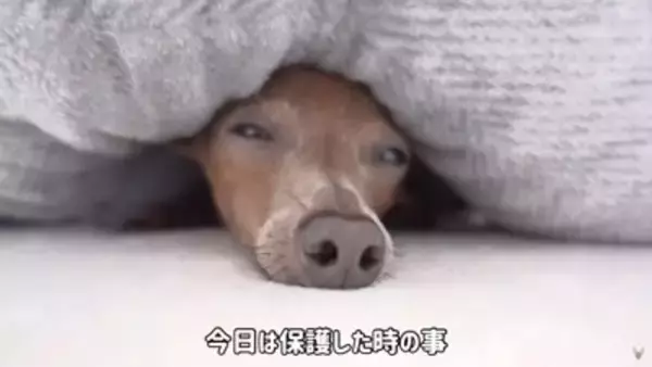 半年以上閉じ込められ『彼女ができたからいらない』と捨てられた犬…想像を絶する過去に涙が止まらないと32万再生「胸が痛い」「本当よかった」