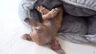 半年以上閉じ込められ『彼女ができたからいらない』と捨てられた犬…想像を絶する過去に涙が止まらないと32万再生「胸が痛い」「本当よかった」