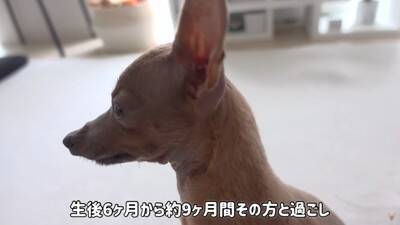 半年以上閉じ込められ『彼女ができたからいらない』と捨てられた犬…想像を絶する過去に涙が止まらないと32万再生「胸が痛い」「本当よかった」