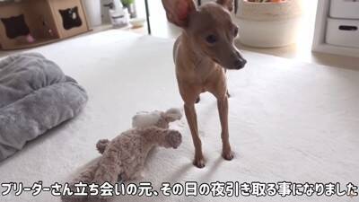 半年以上閉じ込められ『彼女ができたからいらない』と捨てられた犬…想像を絶する過去に涙が止まらないと32万再生「胸が痛い」「本当よかった」