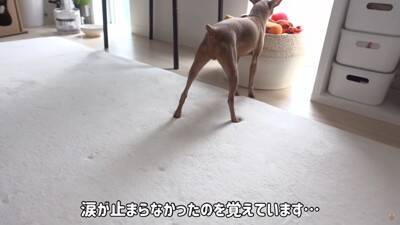 半年以上閉じ込められ『彼女ができたからいらない』と捨てられた犬…想像を絶する過去に涙が止まらないと32万再生「胸が痛い」「本当よかった」