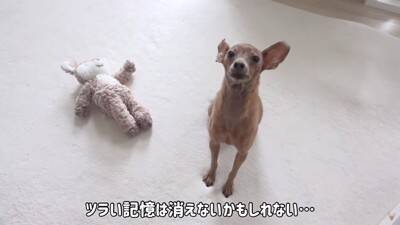 半年以上閉じ込められ『彼女ができたからいらない』と捨てられた犬…想像を絶する過去に涙が止まらないと32万再生「胸が痛い」「本当よかった」
