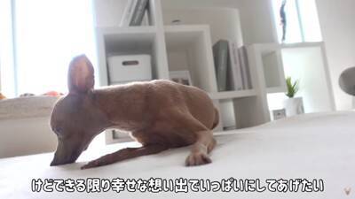 半年以上閉じ込められ『彼女ができたからいらない』と捨てられた犬…想像を絶する過去に涙が止まらないと32万再生「胸が痛い」「本当よかった」