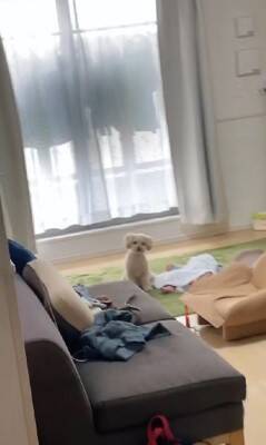 家事の最中、大泣きする赤ちゃんに我慢してもらっていたら…あまりにも尊い『犬が見守ってくれている光景』が422万再生「感動」「泣ける」