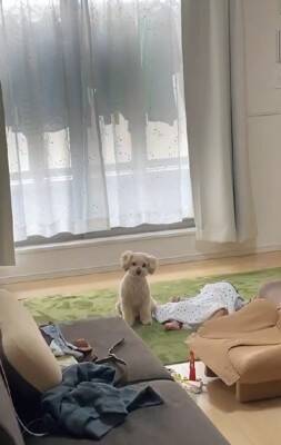 家事の最中、大泣きする赤ちゃんに我慢してもらっていたら…あまりにも尊い『犬が見守ってくれている光景』が422万再生「感動」「泣ける」