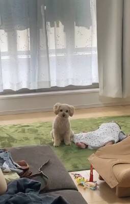 家事の最中、大泣きする赤ちゃんに我慢してもらっていたら…あまりにも尊い『犬が見守ってくれている光景』が422万再生「感動」「泣ける」