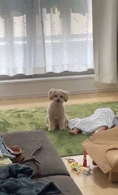 家事の最中、大泣きする赤ちゃんに我慢してもらっていたら…あまりにも尊い『犬が見守ってくれている光景』が422万再生「感動」「泣ける」