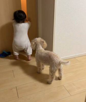 家事の最中、大泣きする赤ちゃんに我慢してもらっていたら…あまりにも尊い『犬が見守ってくれている光景』が422万再生「感動」「泣ける」