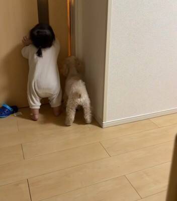 家事の最中、大泣きする赤ちゃんに我慢してもらっていたら…あまりにも尊い『犬が見守ってくれている光景』が422万再生「感動」「泣ける」