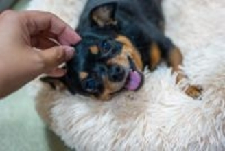 犬を不幸にする『飼い主の優しい行動』5選　逆効果となるタブー行為や改善策まで