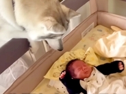生まれたばかりの赤ちゃんと大型犬の1日に密着した結果→まるで母親のような『お世話』に13万再生の反響「本当に優しい表情」「癒されます」