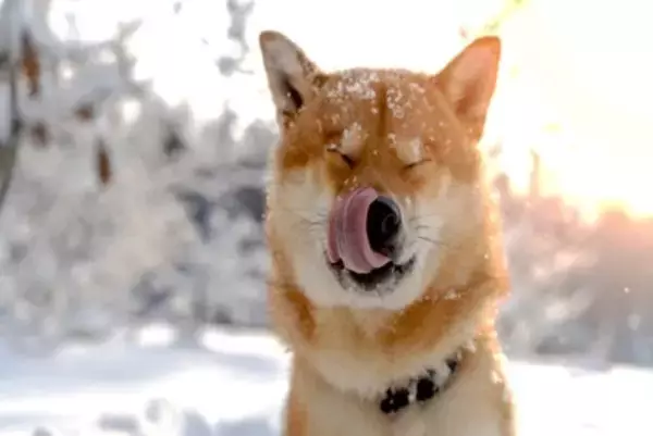 犬が『寒さに耐えている』ときにみせるサイン5選　飼い主がすべき配慮とは？