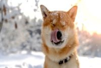 犬が『寒さに耐えている』ときにみせるサイン5選　飼い主がすべき配慮とは？