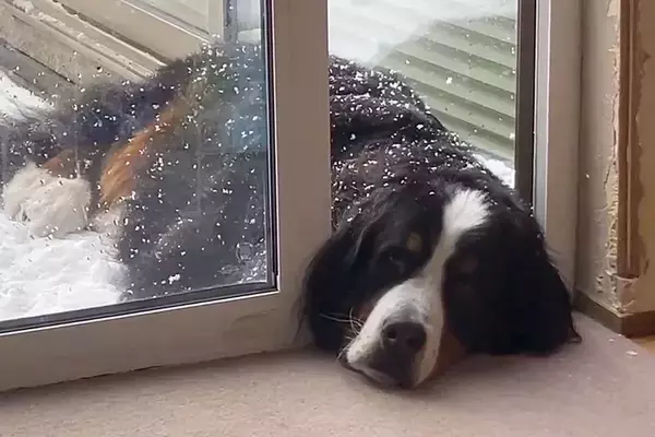 雪の中、なぜか『顔だけ部屋に入れる』超大型犬→判明した『まさかの理由』に10万いいね「甘えん坊と怠け者のミックスｗｗ」「折衷案で草」