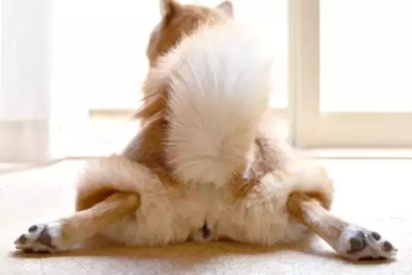 犬が歩くときに『おしりを振る』理由5選　治療が必要な危険な状態まで解説