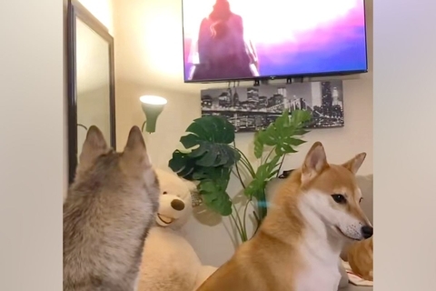 犬たちとアニメ『ワンピース』を鑑賞→キャラが登場した次の瞬間…『大混乱に陥る光景』が68万再生「覇気感じてて草」「まったりから一転ｗｗ」