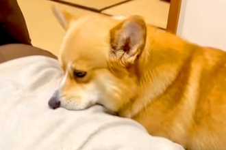 『焼肉を食べて帰宅した』結果→犬がニオイで気付いて、洋服を…思ってもみなかった『まさかの行動』に爆笑「エア焼肉バイキングｗ」「真剣で草」