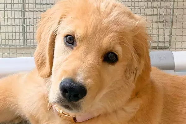 大型犬パピーに『1時間のお留守番をしてもらった』結果→帰宅後、体を見てみると…まさかの模様に4万いいね「お利口なの伝わる」「人間みたい」