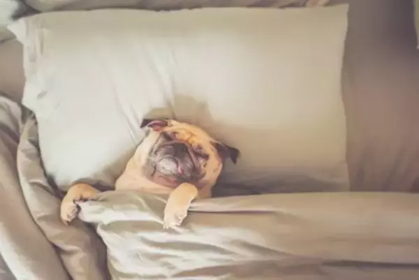 犬がしがちな『人間みたいな行動』4つ　自分のことを人だと思っている？注意点まで解説