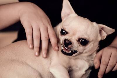 犬がしがちな『人間みたいな行動』4つ　自分のことを人だと思っている？注意点まで解説