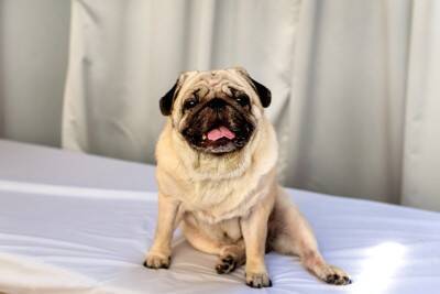 犬がしがちな『人間みたいな行動』4つ　自分のことを人だと思っている？注意点まで解説